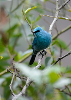 Verditer-Flycatcher-(Eumyias-thalassinus)05