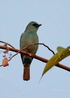Verditer-Flycatcher-(Eumyias-thalassinus)04