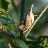 Whiskered-yuhina-(Yuhina-flavicollis)