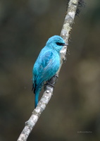 Verditer-Flycatcher-(Eumyias-thalassinus)06