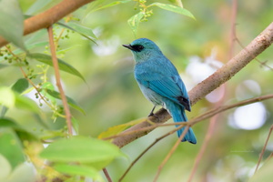 Verditer-Flycatcher-(Eumyias-thalassinus)07