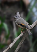 Whiskered-yuhina-(Yuhina-flavicollis)02