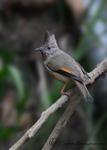 Whiskered-yuhina-(Yuhina-flavicollis)02.jpg
