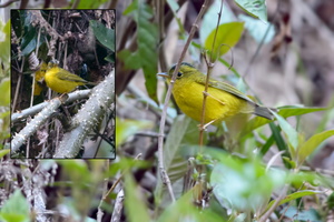 Whistler's-Warbler-(Seicercus-whistleri)