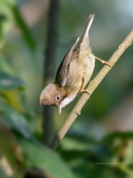 Whiskered-yuhina-(Yuhina-flavicollis)01