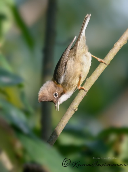 Whiskered-yuhina-(Yuhina-flavicollis)01.jpg