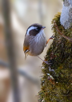 White-browed-Fulvetta-(Fulvetta-vinipectus)03