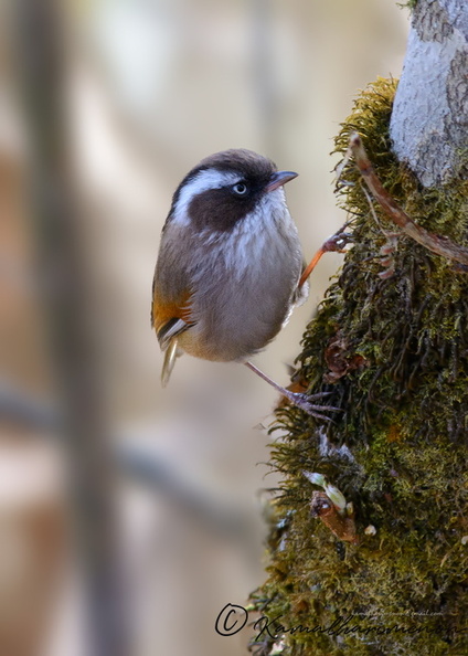 White-browed-Fulvetta-(Fulvetta-vinipectus)03.jpg