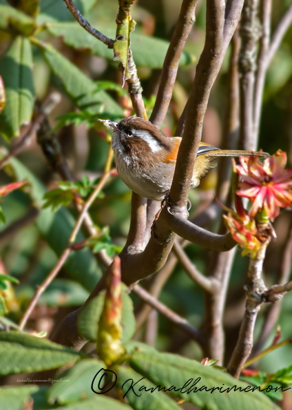 White-browed-Fulvetta-(Fulvetta-vinipectus)01.jpg