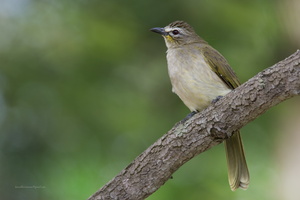 white-browed-bulbul-(-Pycnonotus-luteolus)