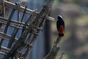 White-capped-Water-Redstart-(Chaimarrornis-leucocephalus)