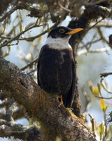 White-collared-Blackbird-(Turdus-albocinctus)01