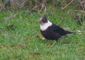 White-collared-Blackbird-(Turdus-albocinctus)02