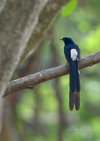 White-rumped-Shama-(Copsychus-malabaricus)01