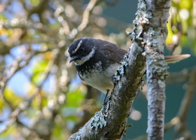 White-spotted-fantail-(Rhipidura-albogularis)