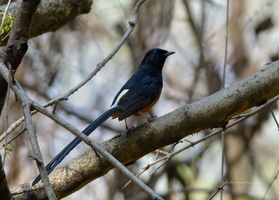 White-rumped-Shama-(Copsychus-malabaricus)