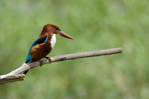 White-throated-Kingfisher-(Halcyon-smyrnensis)02