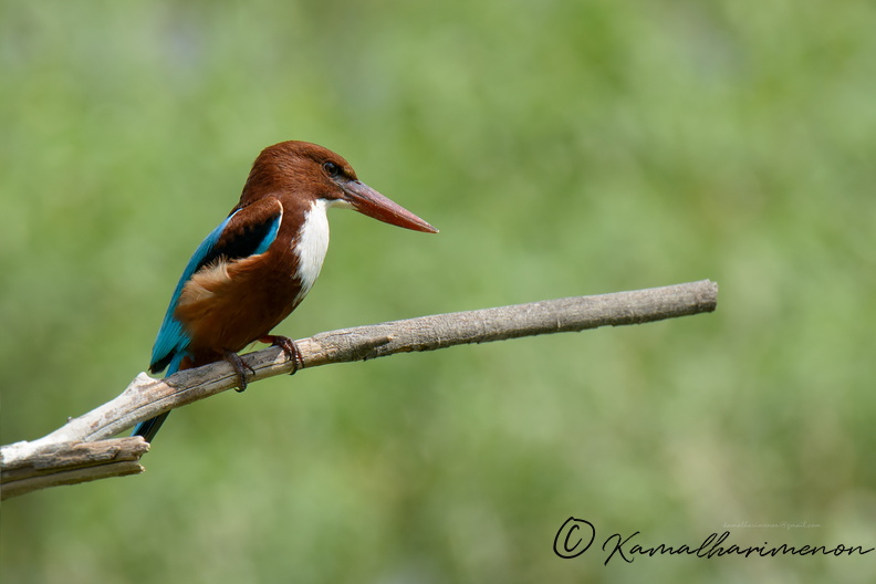 White-throated-Kingfisher-(Halcyon-smyrnensis)02.jpg