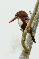 White-throated-Kingfisher-(Halcyon-smyrnensis)03