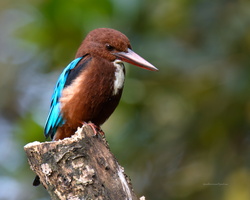 White-throated-Kingfisher-(Halcyon-smyrnensis)06
