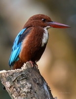 White-throated-Kingfisher-(Halcyon-smyrnensis)05