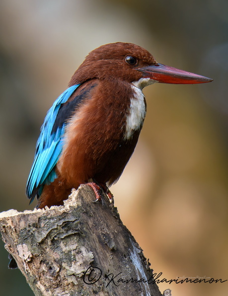 White-throated-Kingfisher-(Halcyon-smyrnensis)05.jpg