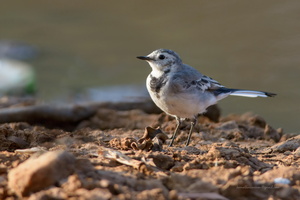 White-Wagtail-(Motacilla-alba)