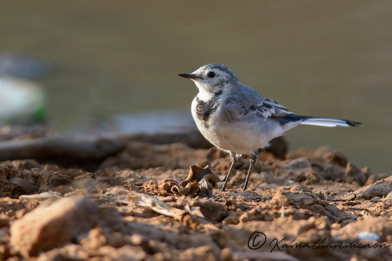 White-Wagtail-(Motacilla-alba).jpg