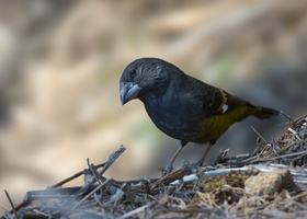 White-winged-Grosbeak-(Mycerobas-carnipes)