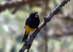 White-winged-Grosbeak-(Mycerobas-carnipes)02
