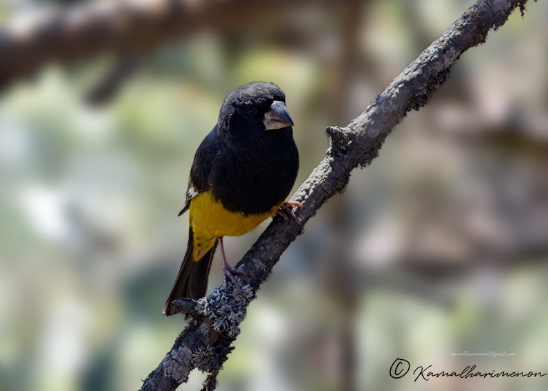 White-winged-Grosbeak-(Mycerobas-carnipes)02.jpg