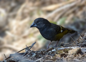 White-winged-Grosbeak-(Mycerobas-carnipes)01