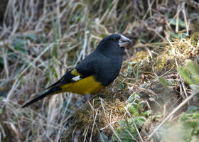 White-winged-Grosbeak-(Mycerobas-carnipes)03