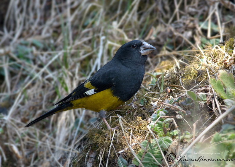 White-winged-Grosbeak-(Mycerobas-carnipes)03.jpg