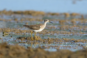 wood-sandpiper-(Tringa-glareola)