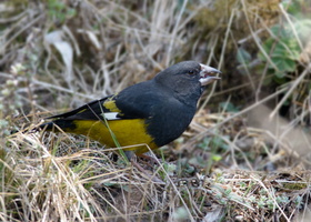 White-winged-Grosbeak-(Mycerobas-carnipes)04