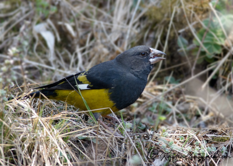 White-winged-Grosbeak-(Mycerobas-carnipes)04.jpg