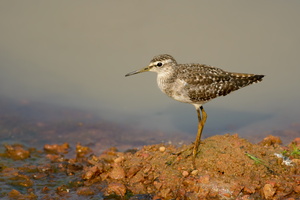 wood-sandpiper-(Tringa-glareola)01
