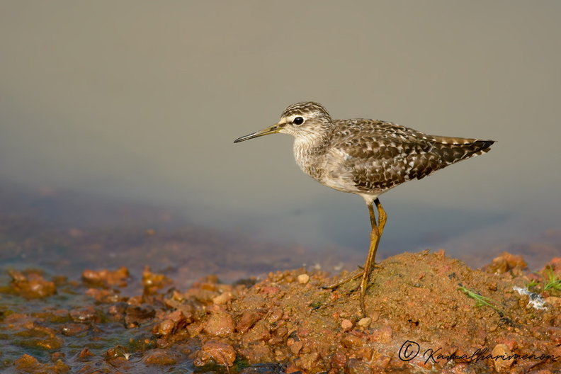 wood-sandpiper-(Tringa-glareola)01.jpg