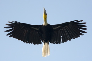 Wreathed-hornbill-(Rhyticeros-undulatus)