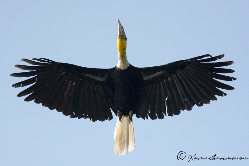 Wreathed-hornbill-(Rhyticeros-undulatus).jpg