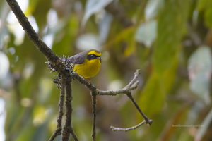Yellow-bellied-Fantail-(Chelidorhynx-hypoxantha)01
