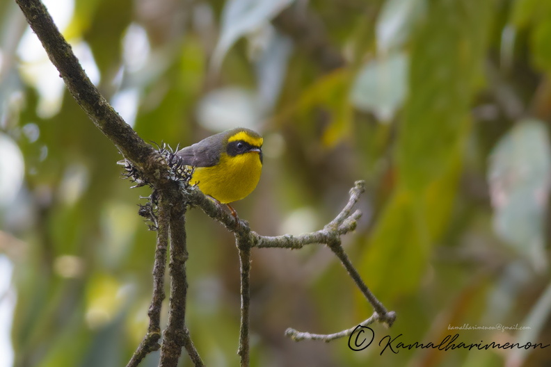 Yellow-bellied-Fantail-(Chelidorhynx-hypoxantha)01.jpg