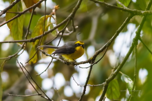 Yellow-bellied-Fantail-(Chelidorhynx-hypoxantha)