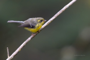 yellow-bellied-fantail-(Chelidorhynx-hypoxantha)02