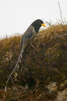 Yellow-billed-Blue-Magpie-(Urocissa-flavirostris)