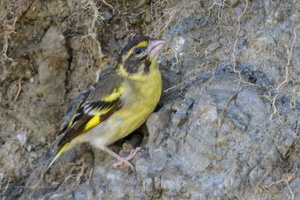Yellow-breasted-greenfinch-(Chloris-spinoides)
