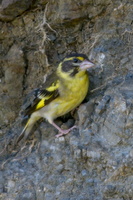 Yellow-breasted-greenfinch-(Chloris-spinoides)01