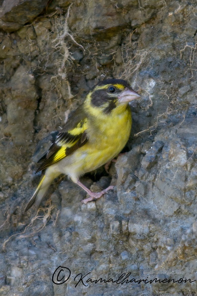 Yellow-breasted-greenfinch-(Chloris-spinoides)01.jpg