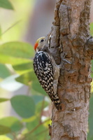 Yellow-crowned-Woodpecker-(Dendrocopos-mahrattensis)01